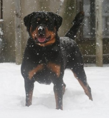 babs von der indischen see female rottweiler