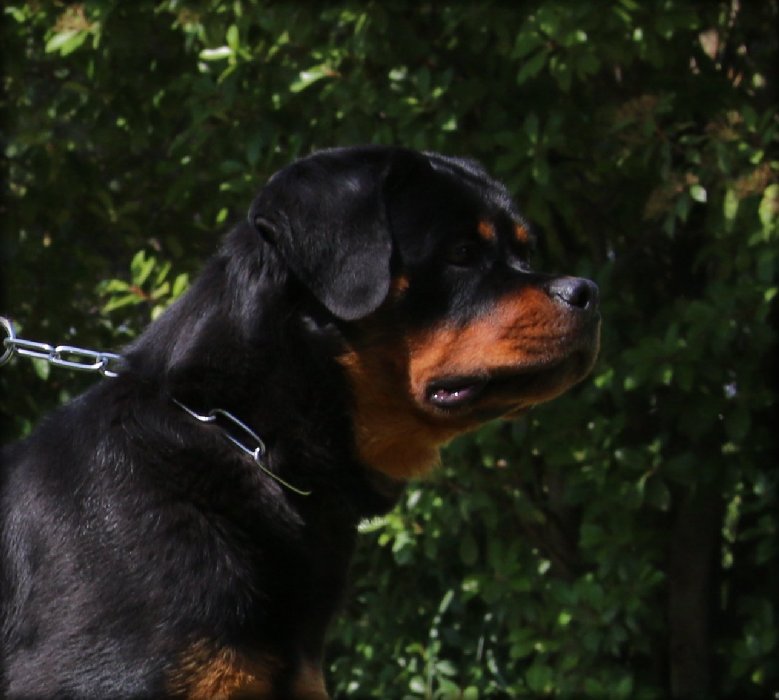 babs von der indischen see female rottweiler
