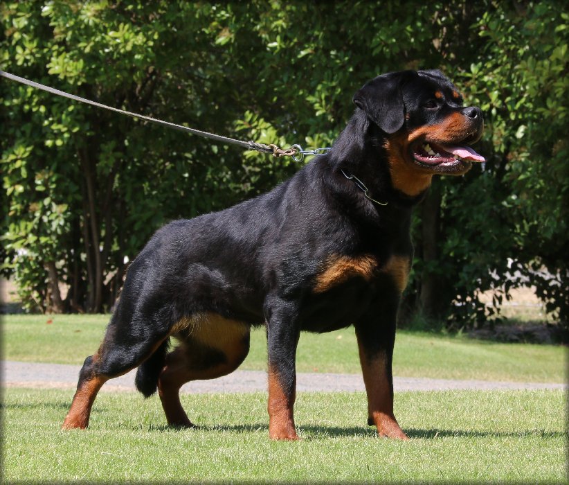 conny del calvijar female rottweiler